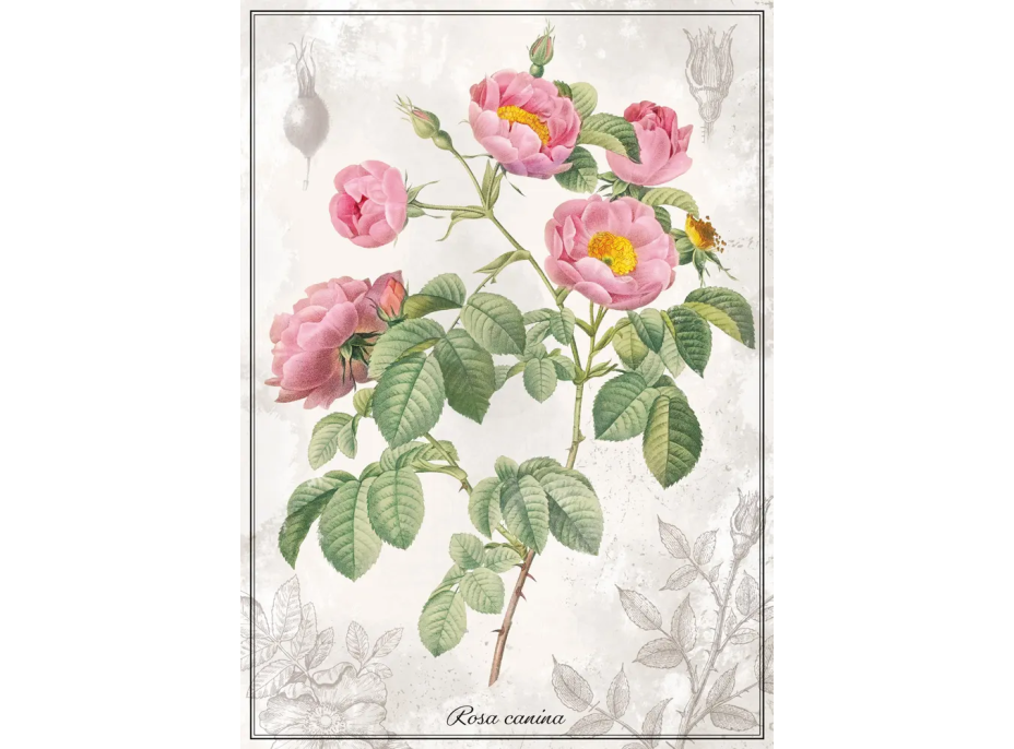 INTERDRUK Puzzle Botanic: Ruža 1000 dielikov