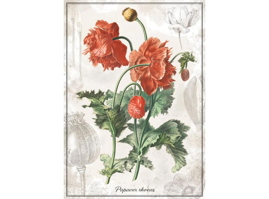 INTERDRUK Puzzle Botanic: Vlčí mak 1000 dielikov