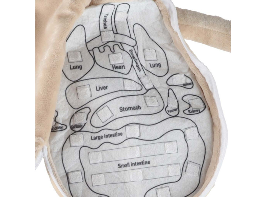 Bábika na učenie anatómie - chlapec