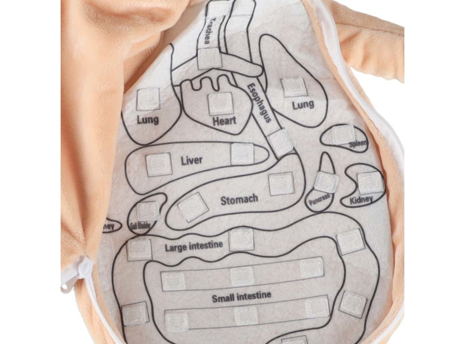 Bábika na učenie anatómie - dievča