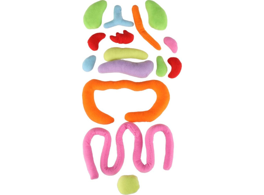 Bábika na učenie anatómie - dievča