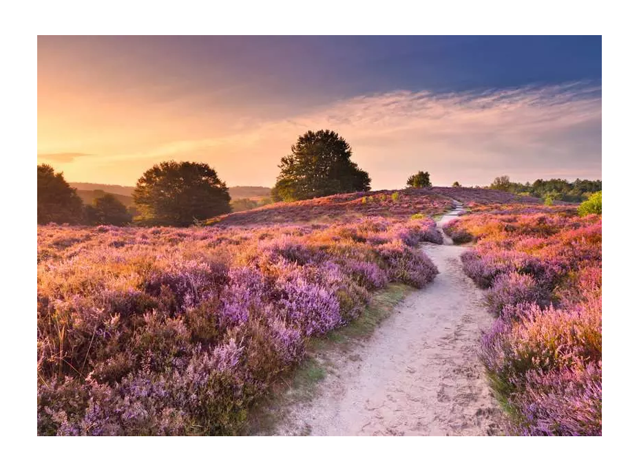 RAVENSBURGER Puzzle Ružová cesta 1000 dielikov