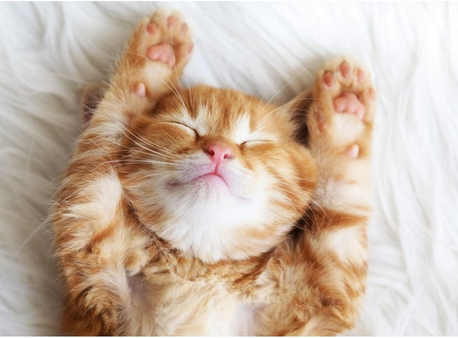 RAVENSBURGER Puzzle Spiaci chlpáčik 500 dielikov