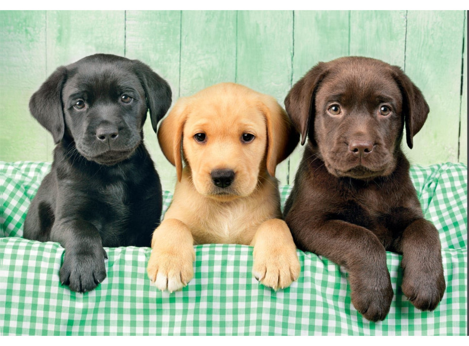 CLEMENTONI Puzzle Tri labradori 1000 dielikov