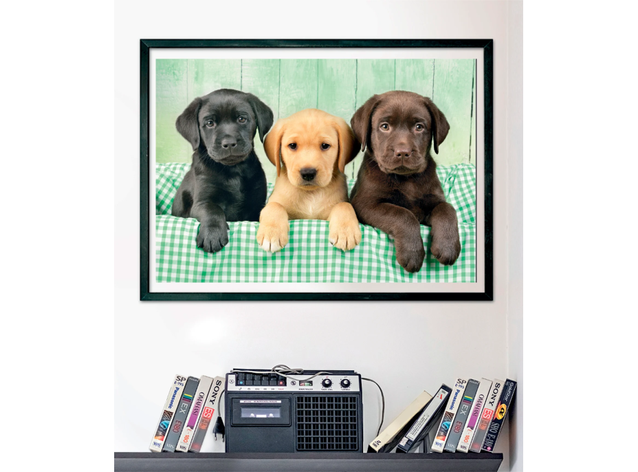 CLEMENTONI Puzzle Tri labradori 1000 dielikov