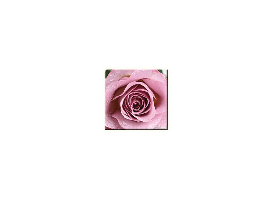 Obraz na plátne 30x30cm SWEET ROSE - vzor 34
