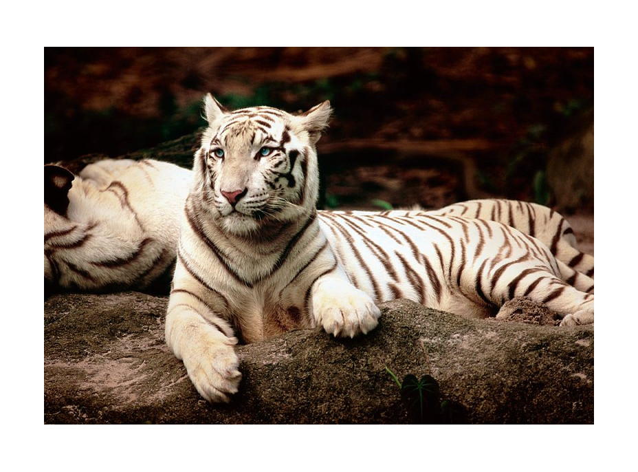 Puzzle Bengálsky tiger - 1500 dielikov