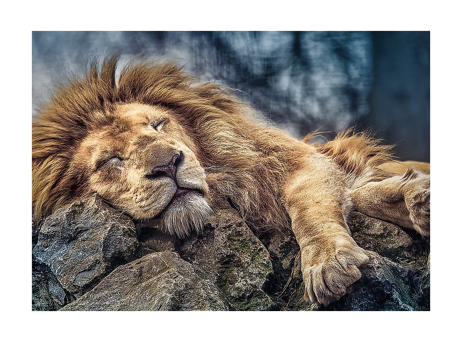 Puzzle Spiace lev - 1000 dielikov