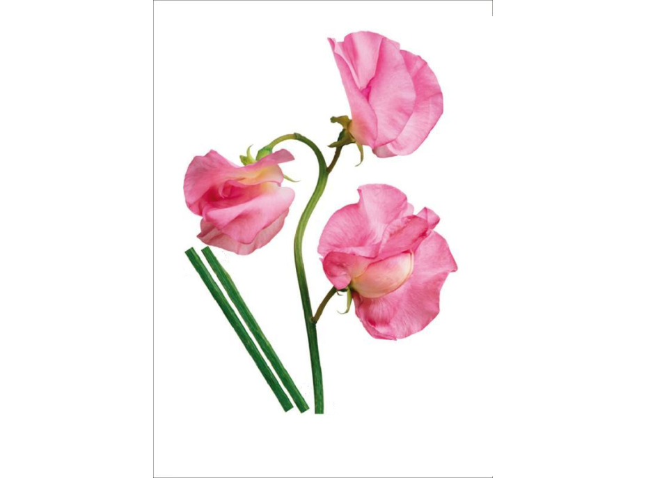 Dizajnová samolepka RUŽOVÉ KVETY 65x85 cm