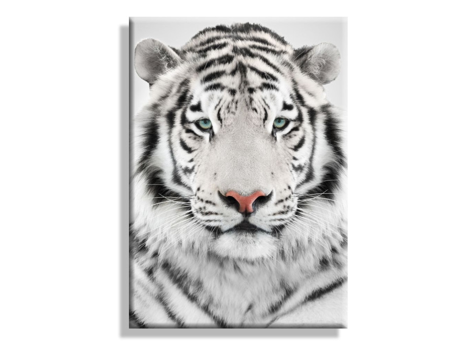 Obraz na plátne BIELY TIGER - vzor 50