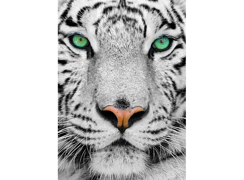 ENJOY Puzzle Biely sibírsky tiger 1000 dielikov
