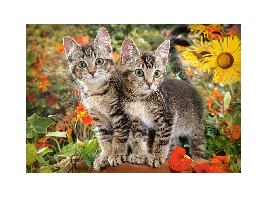 CASTORLAND Puzzle Mačacie priatelia 1500 dielikov