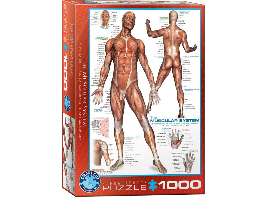 EUROGRAPHICS Puzzle Svalová sústava 1000 dielikov