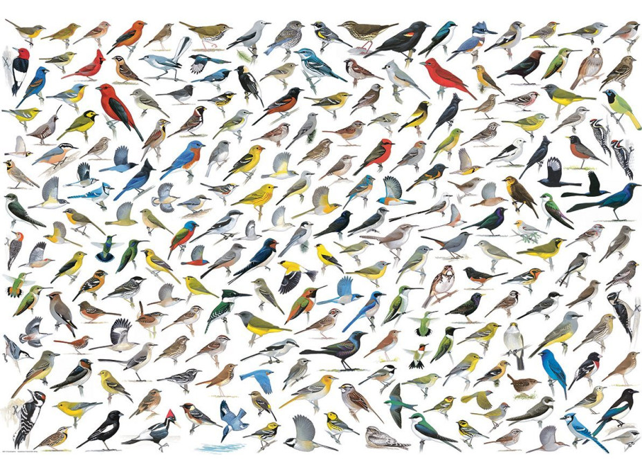 EUROGRAPHICS Puzzle Svet vtákov 2000 dielikov