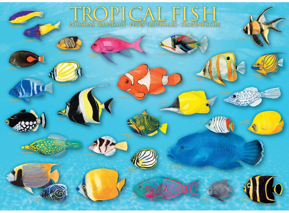 EUROGRAPHICS Puzzle Tropické ryby 1000 dielikov