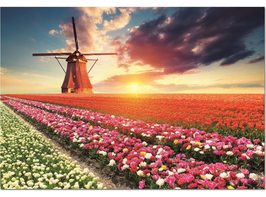EDUCA Puzzle Krajina tulipánov 1500 dielikov