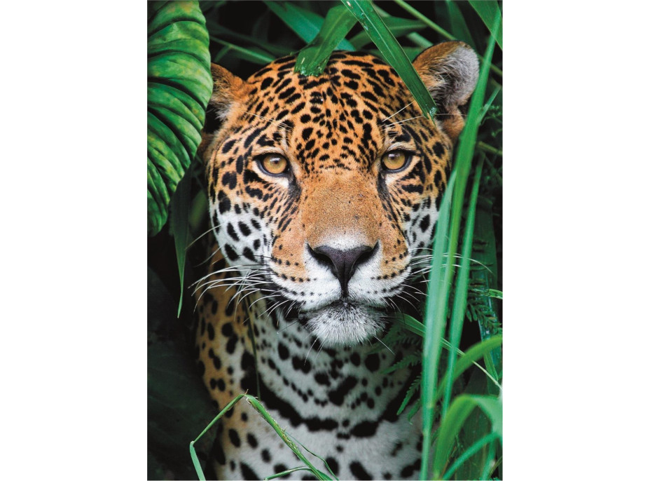 CLEMENTONI Puzzle Jaguár v džungli 500 dielikov