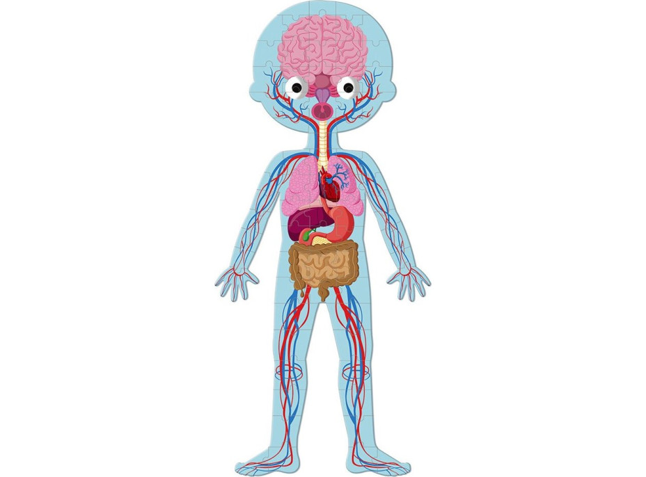 JANOD Puzzle Ľudské telo 3v1 (50,75,100 dielikov)