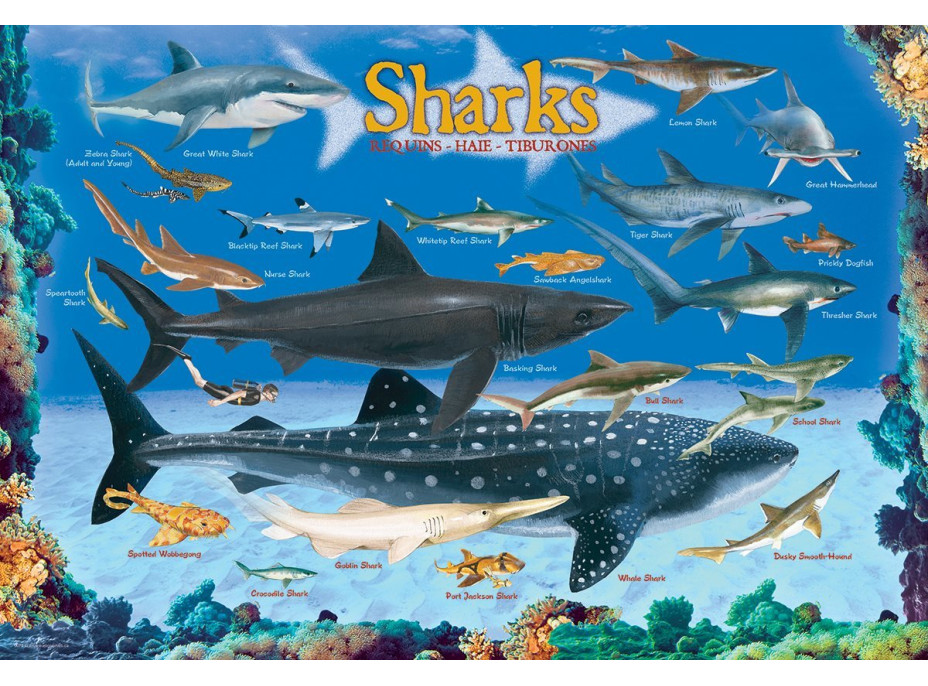 EUROGRAPHICS Puzzle Žraloky 100 dielikov